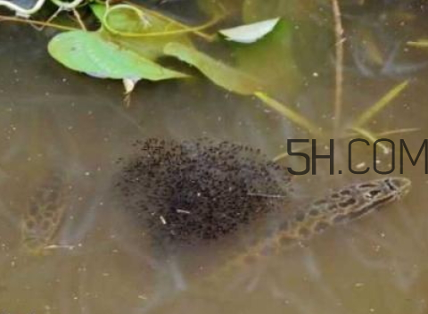 黑鱼怎么养(黑鱼怎么养殖长的快) 黑鱼怎么养(黑鱼怎么养殖长的快)