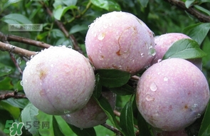 三华李是凉性水果吗,三华李是几月份的水果