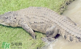 鳄鱼是浮在水面上吗,鳄鱼是浮在水面上还是站在水下