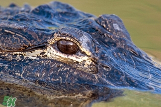 鳄鱼为什么会流眼泪读后感,鳄鱼为什么会流出眼泪