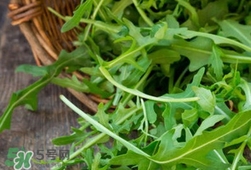 芝麻菜的功效和作用以及食用禁忌,白芝麻的功效和作用