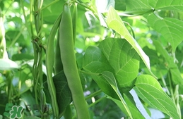 扁豆怎么挑选,扁豆什么样 扁豆怎么挑选,扁豆什么样