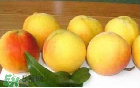 砀山县大力发展黄桃的原因,砀山县黄桃销售火爆的原因