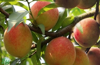 水蜜桃苹果多少钱一斤,无锡阳山水蜜桃多少钱一斤