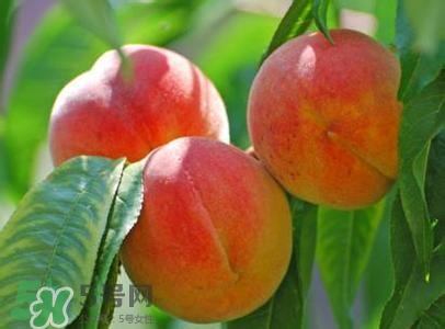 孕妇吃桃子可以吗,孕妇不能吃桃子