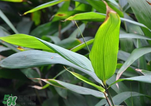 箬叶是什么植物的叶子,植物叶的形态特征 箬叶是什么植物的叶子,植物叶的形态特征