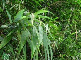 新鲜粽叶煮多久可以包粽子,新鲜粽叶煮多久可以包粽子才是绿色