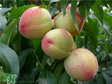 桃子的储存方式,桃子的储存方法