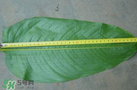 粽子的包法教程视频,粽子的包法 简单