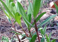 山苜楂的功效和作用及禁忌,山苜楂的功效和作用