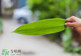 粽叶有哪几个品种,粽叶有多少种
