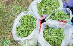 山苜楂图片,山苜楂的药用价值