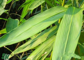 粽叶厂家大量收购,粽叶哪里产的好