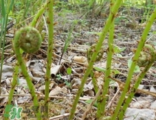 猴腿菜孕妇可以吃吗,孕妇能吃山野菜猴腿吗