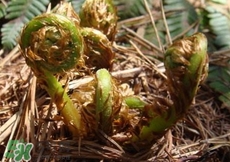 猴腿菜长什么样子,猴子腿是什么菜