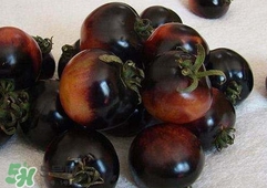 黑番茄是转基因食品吗,黑番茄是转基因的吗 黑番茄是转基因食品吗,黑番茄是转基因的吗