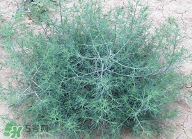 毛毛菜怎么做好吃,芥菜叶怎么吃