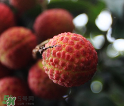 孕妇吃多少荔枝合适,怀孕吃荔枝好吗