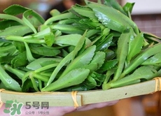 竹叶菜长什么样子,竹叶菜图片