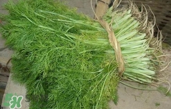 什么人不能吃茴香菜,什么人不能吃茴香菜月经