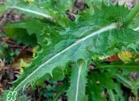 苦菜的吃法大全,苦菜的做法 苦菜的吃法大全,苦菜的做法