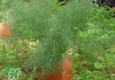 茴香菜是香菜吗,什么是茴香菜 茴香菜是香菜吗,什么是茴香菜