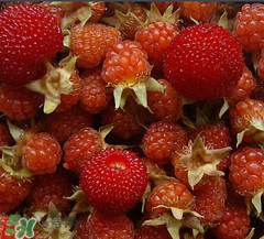 刺泡和树莓的区别,山莓和刺莓