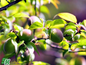 减肥可以吃青梅吗,减肥青梅吃了有没有副作用