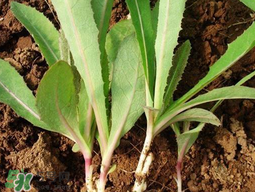 苦菜有几种,苦瓜有几种吃法