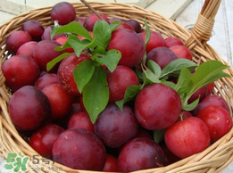 李子跟什么不能同食,李子和哪些食物不能同时食用