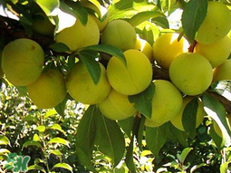 李子搭配禁忌,李子搭配禁忌香哈