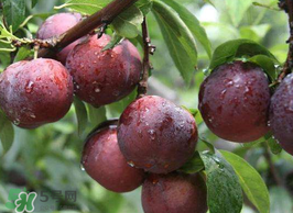 虾和桃子间隔多久能吃,车厘子和虾子要间隔多久吃