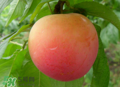 吃完李子不能吃什么?,吃完李子不能吃什么水果