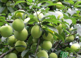 牛奶和李子能一起吃吗?,李子和牛奶可以一起吃吗?