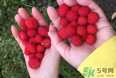 烀饼子的做法大全,各种饼子的家常做法