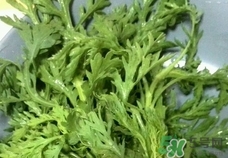 蓬花菜怎么做好吃,蓬花菜的做法大全窍门