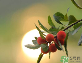 飞机上带杨梅怎样包装