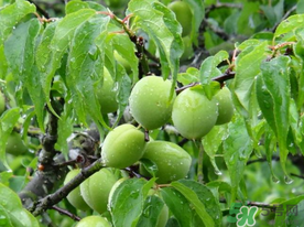 梅子的营养价值及功效,梅子的营养价值和食用功效