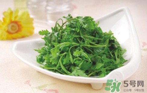 孕妇可以吃菊花脑吗,孕妇可以吃菊花脑吗早期