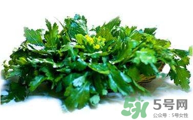 菊花脑是野菊花吗,菊花脑是不是野菊花