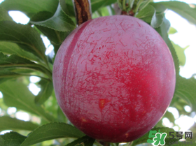 李子怎么保存新鲜,李子的储存和保鲜方法 李子怎么保存新鲜,李子的储存和保鲜方法