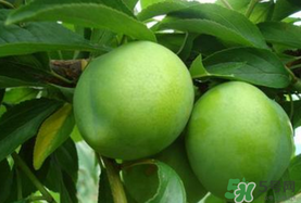 李子为什么不能多吃?,李子为什么不能多吃 丁香