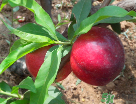 生的李子怎么吃,李子怎么吃好