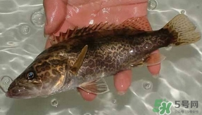 鳜鱼养殖技术及饲料,鳜鱼养殖技术农广天地 鳜鱼养殖技术及饲料,鳜鱼养殖技术农广天地