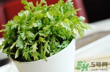 蓬花菜的功效和作用,蓬花菜的功效和作用及禁忌 蓬花菜的功效和作用,蓬花菜的功效和作用及禁忌