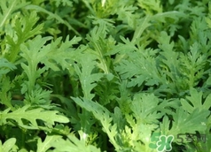 蓬花菜图片,蓬花菜又叫什么菜 蓬花菜图片,蓬花菜又叫什么菜