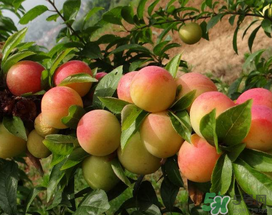 梅子的产地在哪里,梅子的产地