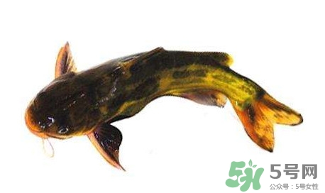 黄颡鱼的营养价值表,黄颡鱼的营养价值