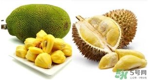 菠萝蜜和榴莲有什么区别?,菠萝蜜和榴莲有什么区别哪个贵