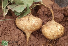 土瓜食用禁忌,土瓜的禁忌和副作用 土瓜食用禁忌,土瓜的禁忌和副作用